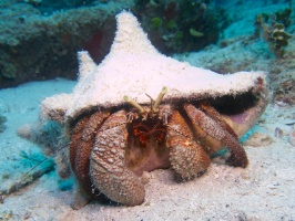 Giant Hermit Crab IMG 5080